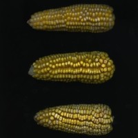 CIMMYTMA 7751 PUEB 538 TC24U-2903-123 E.jpg