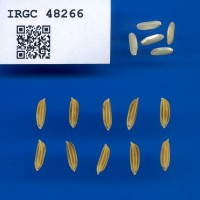 IRGC 48266 Seed Photo