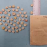 CIMMYTMA 7284 - Reference inventory.jpg