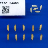 IRGC 54609 Seed Photo