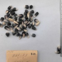 CIMMYTMA 548 - Reference Inventory.jpg