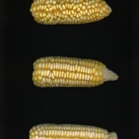 CIMMYTMA 17 MICH 155 PV22A-1903-114 E10340 _compress.jpg
