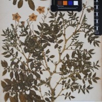 CIP 760034_OCH 2032_01.jpg