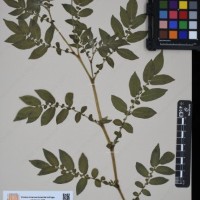 CIP 760034_OCH 2032_06.jpg