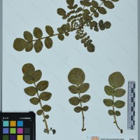 CIP 760460 herbarium