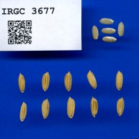 IRGC 3677 Seed Photo