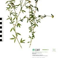 10185 herbarium
