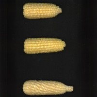 CIMMYTMA 21992 BRAZ PR017 AF19A-0903-76 E1.jpg