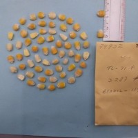 CIMMYTMA 7493 - Reference inventory.jpg