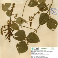 18309 herbarium
