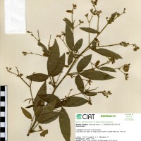 22057 herbarium