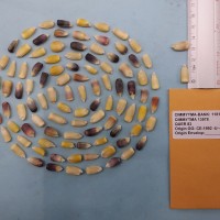 CIMMYTMA 13978 - Reference Inventory.jpg
