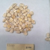 CIMMYTMA 2268 - Reference Inventory.jpg