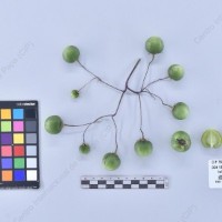 CIP 761843_OCH 13854_buk_B_2024.jpg