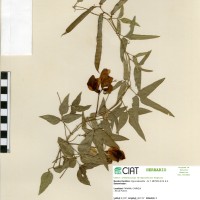 4927 herbarium