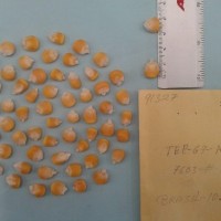 CIMMYTMA 9132 - Reference Inventory.jpg