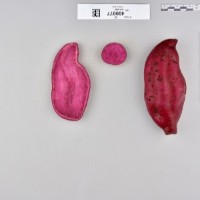 CIP 400077 (root).jpg