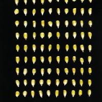 CIMMYTMA 19372 TLAX 194 TC24U-2903-171 K.jpg