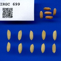 IRGC 699 Seed Photo