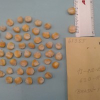 CIMMYTMA 6135 - Reference Inventory.jpg