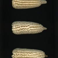 CIMMYTMA 26975 AGUC 79 BA22U-2903-42 E.jpg