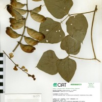 18373 herbarium