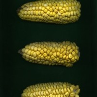 CIMMYTMA 16706 ECUA 7298 TC19U-2903-40 E10 _Ready.jpg