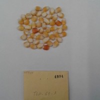 CIMMYTMA 4994 - Reference Inventory.jpg