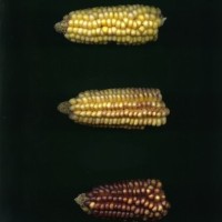 CIMMYTMA 31795 CUZ 76 TC22U-2902-36 E1.jpg