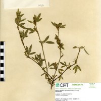 86 herbarium