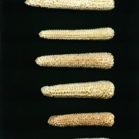 CIMMYTMA 23854 AGUC 31 BA23U-2903-64 C.jpg