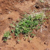 Trifolium baccarinii 827.JPG