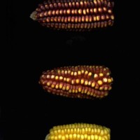 CIMMYTMA 10424 APUC 163 TC18U-2903-4 E.jpg