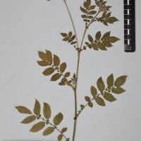 CIP 760034_OCH 2032_02.jpg