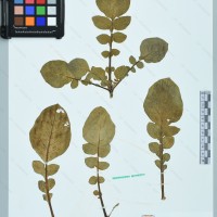 CIP 761143 herbarium
