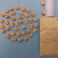 CIMMYTMA 7426 - Reference inventory.jpg