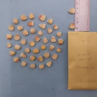 CIMMYTMA 7260 - Reference inventory.jpg