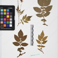 CIP 760029_OCH S81_02.jpg