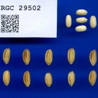 IRGC29502.jpg