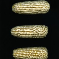 CIMMYTMA 24606 MEXI 698 TC24U-2903-200 E.jpg