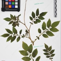 CIP 761053_OCHS 11865_02.jpg