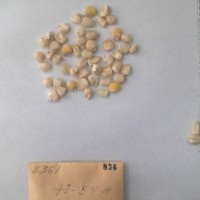 CIMMYTMA 836 - Reference Inventory.jpg