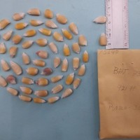 CIMMYTMA 7564 - Reference inventory.jpg