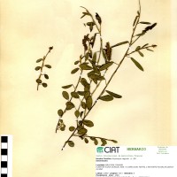 17363 herbarium