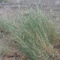 18123_Plant.jpg