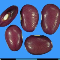 G25998 seed.jpg