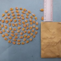 CIMMYTMA 7359 - Reference Inventory.jpg