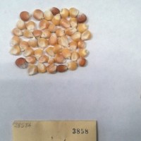 CIMMYTMA 3858 - Reference Inventory.jpg