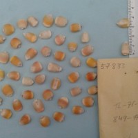 CIMMYTMA 5783 - Reference Inventory.jpg