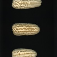 CIMMYTMA 223 MORE 10 PV22A-1903-117 E0610 _compress.jpg